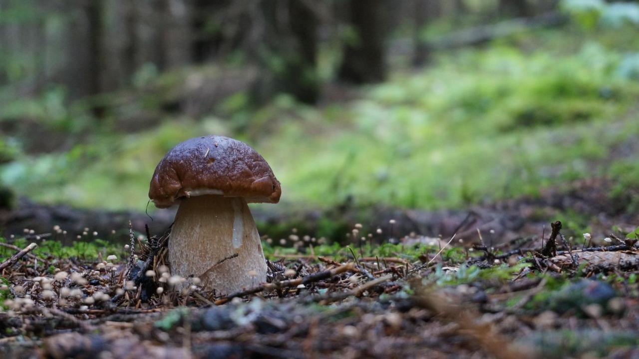 Le Vallon D'Armandine, Gite Ecologique Auvergne Saint-Hilaire  Eksteriør bilde